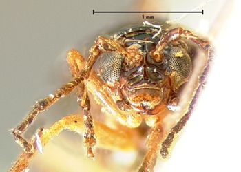 Media type: image; Entomology 18306   Aspect: head frontal view
